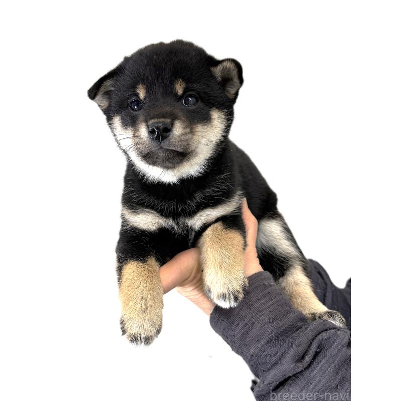 販売中の宮城県の柴犬-433871の2枚目