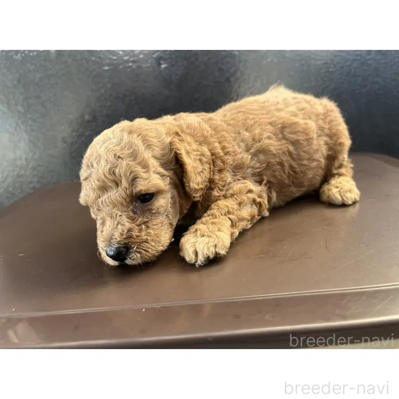 販売中の沖縄県のトイプードル-433868の13枚目