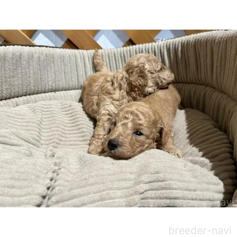 販売中の沖縄県のトイプードル-433868の12枚目