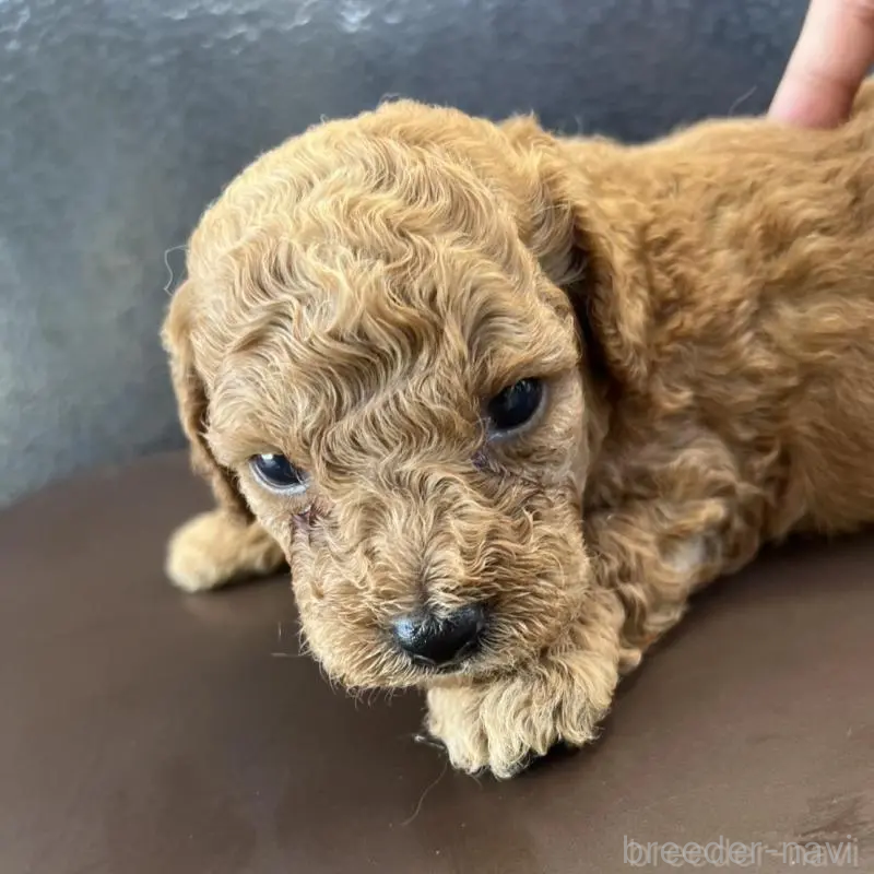 販売中の沖縄県のトイプードル-433868の11枚目
