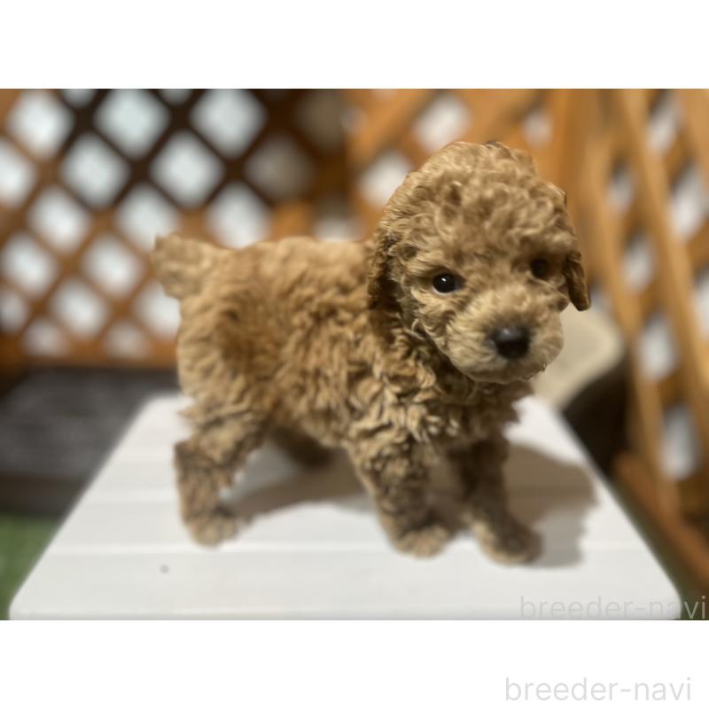 販売中の沖縄県のトイプードル-433868の9枚目