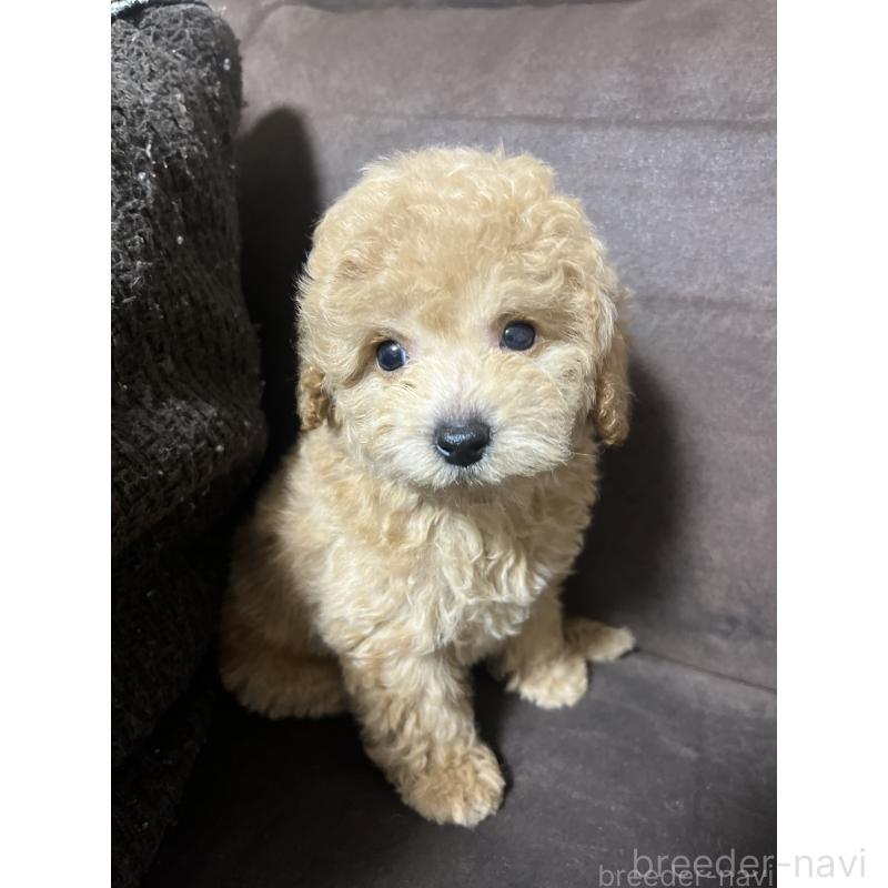販売中の沖縄県のトイプードル-433868の8枚目