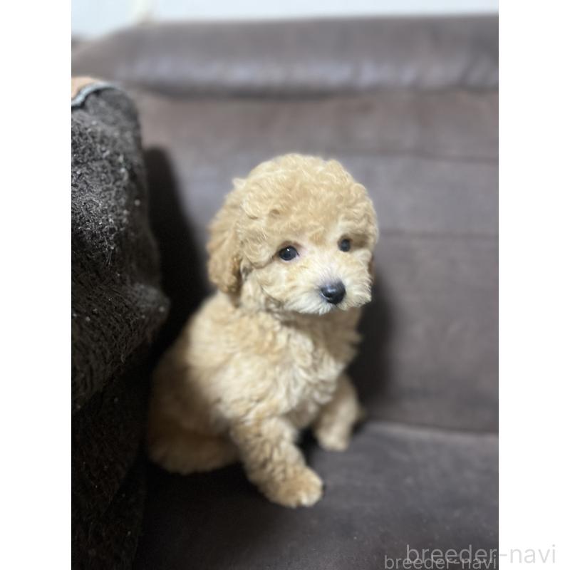 販売中の沖縄県のトイプードル-433868の7枚目