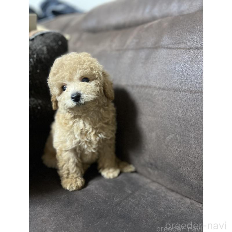 販売中の沖縄県のトイプードル-433868の6枚目