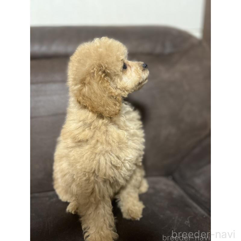 販売中の沖縄県のトイプードル-433868の3枚目