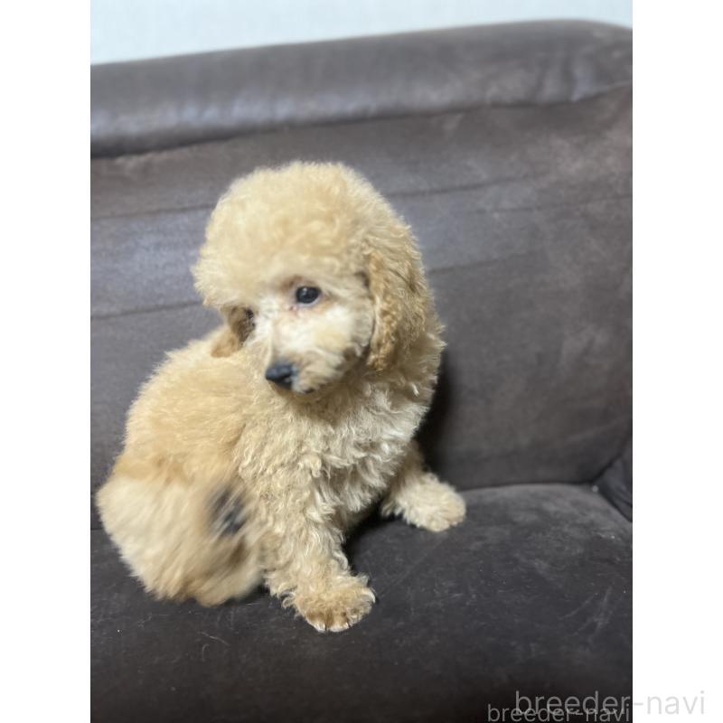 販売中の沖縄県のトイプードル-433868の4枚目