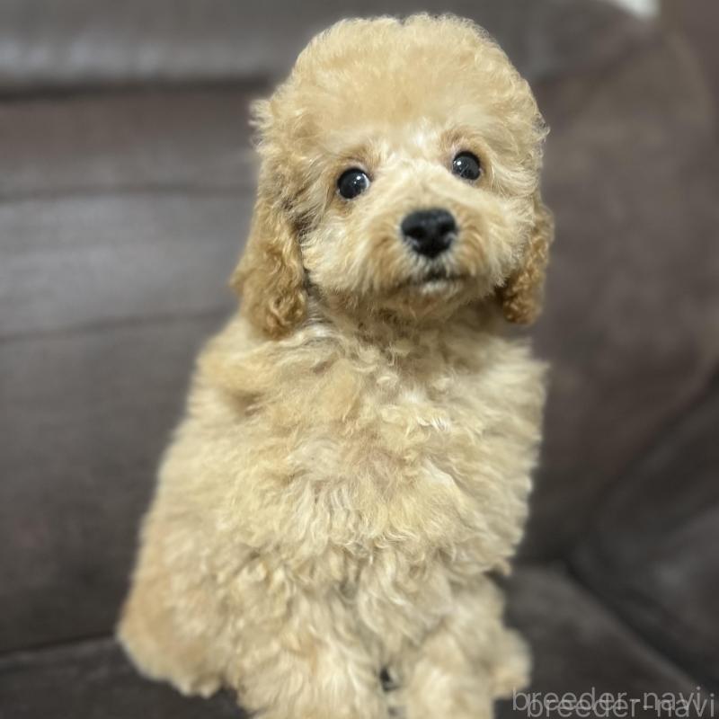 販売中の沖縄県のトイプードル-433868の2枚目