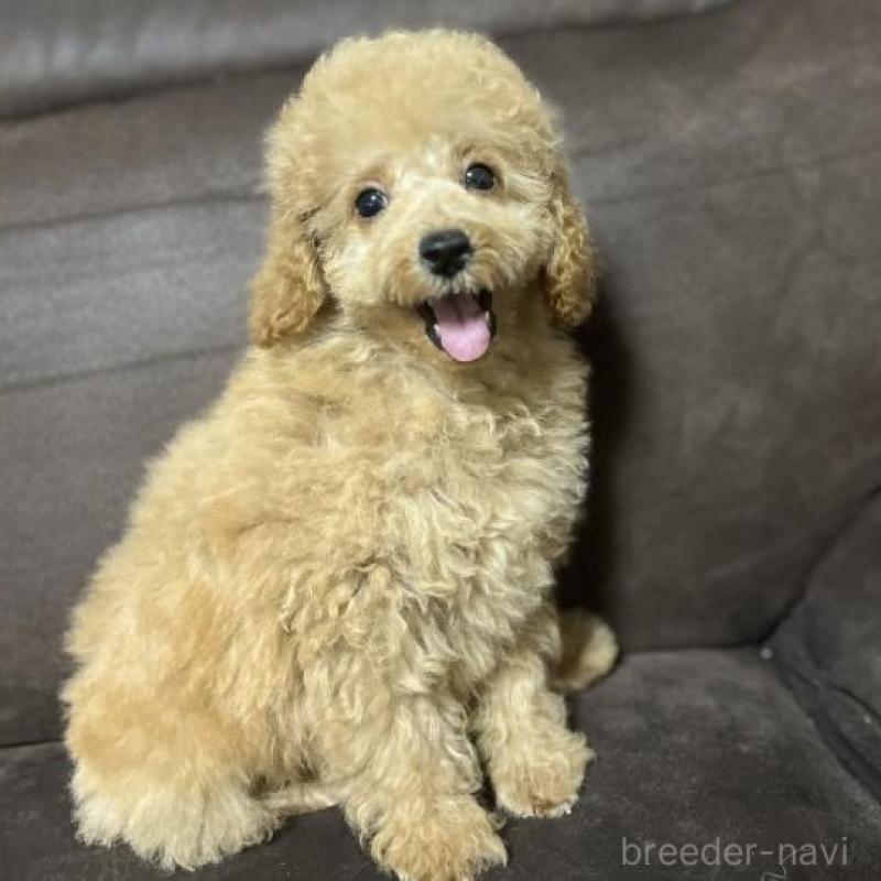 販売中の沖縄県のトイプードル-433868の1枚目