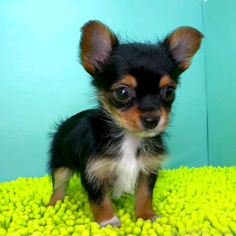 販売中の栃木県のミックス犬-433869の4枚目