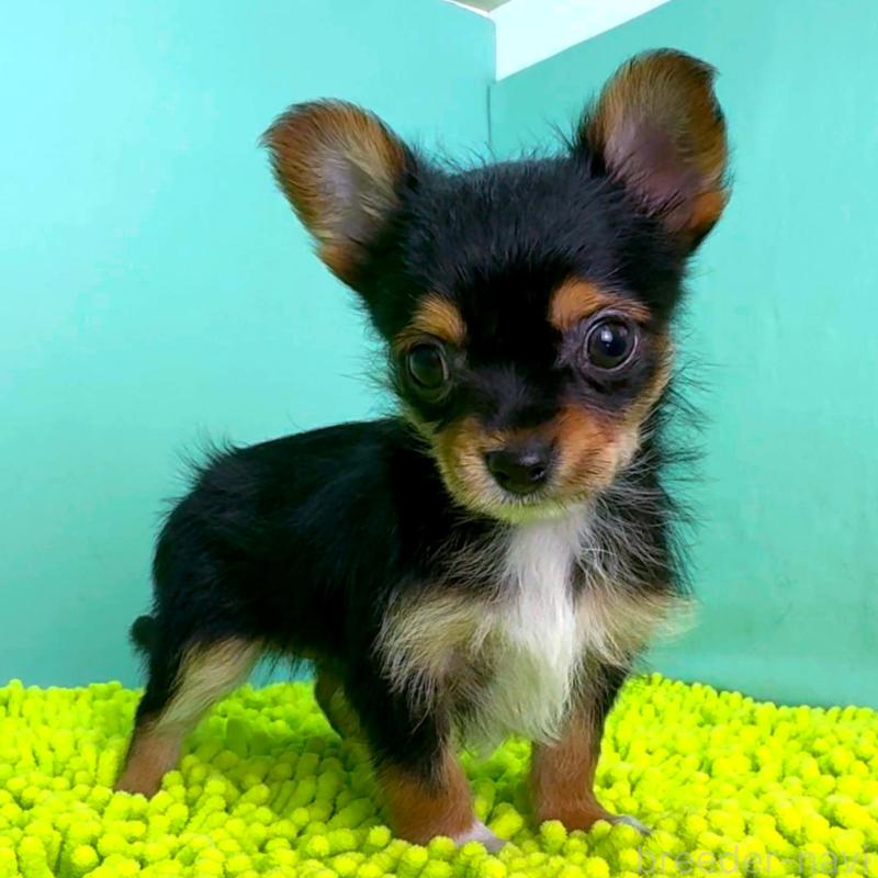 販売中の栃木県のミックス犬-433869の3枚目