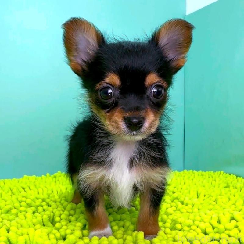 販売中の栃木県のミックス犬-433869