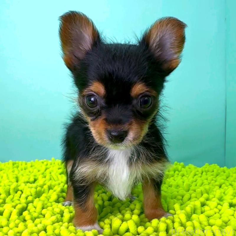 販売中の栃木県のミックス犬-433869の2枚目