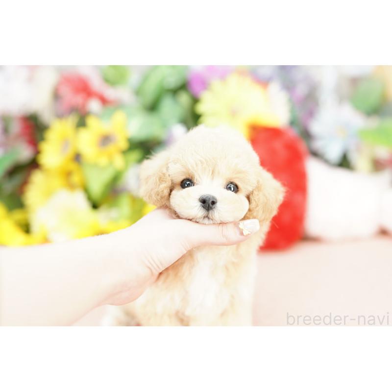 販売中の埼玉県のビションプー:ビションフリーゼ×トイプードル-433870の5枚目