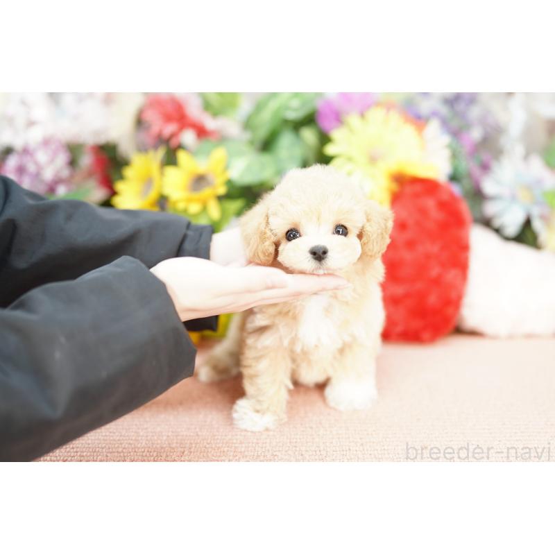 販売中の埼玉県のビションプー:ビションフリーゼ×トイプードル-433870の4枚目