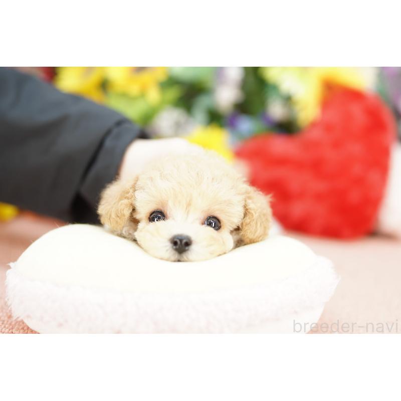 販売中の埼玉県のビションプー:ビションフリーゼ×トイプードル-433870の3枚目