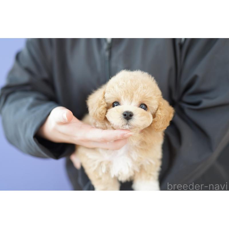 販売中の埼玉県のビションプー:ビションフリーゼ×トイプードル-433870の2枚目