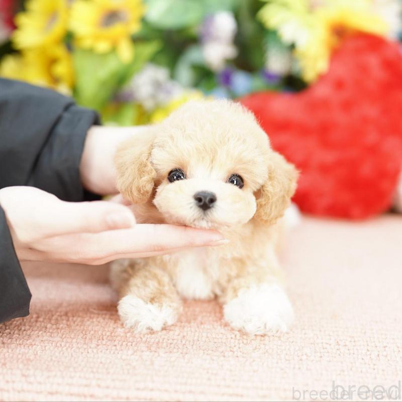 販売中の埼玉県のビションプー:ビションフリーゼ×トイプードル-433870の1枚目