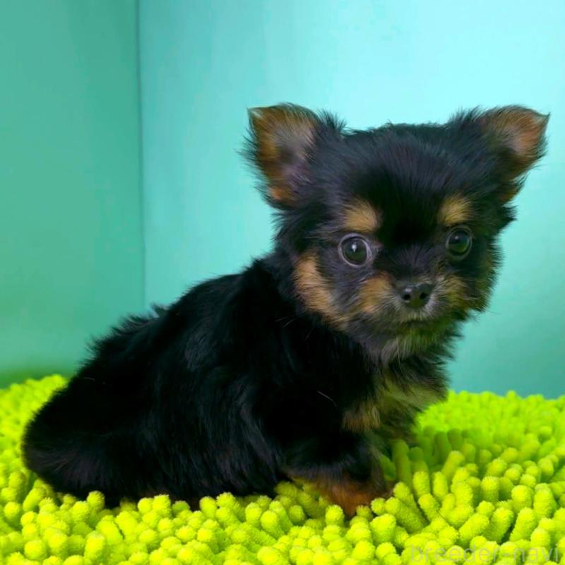 販売中の栃木県のミックス犬-433872の1枚目