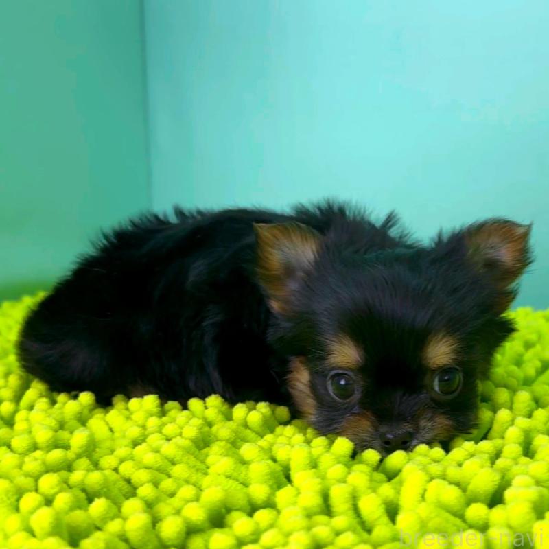 販売中の栃木県のミックス犬-433872の4枚目