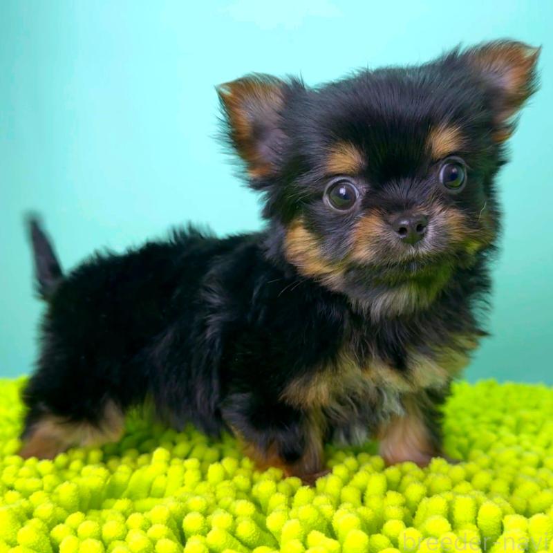 販売中の栃木県のミックス犬-433872の3枚目