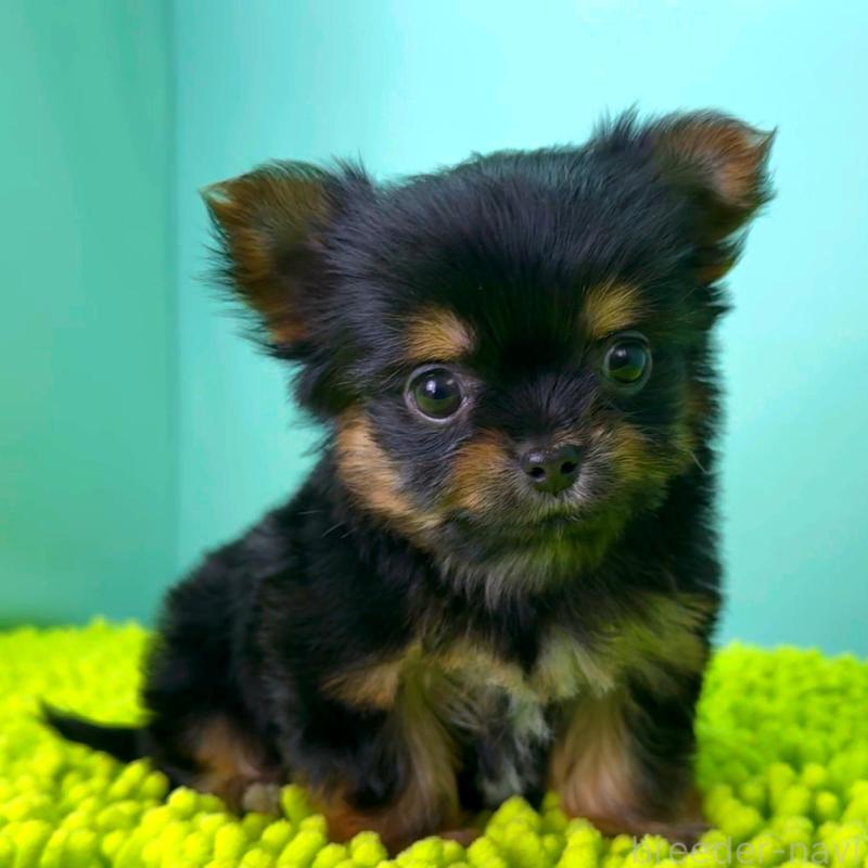 販売中の栃木県のミックス犬-433872の2枚目