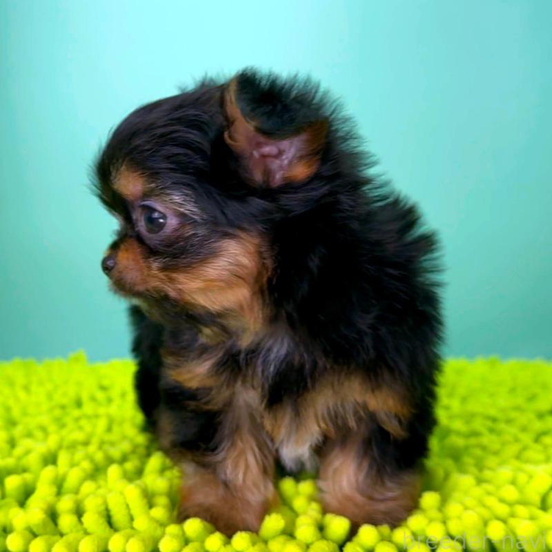 販売中の栃木県のミックス犬-433873の4枚目