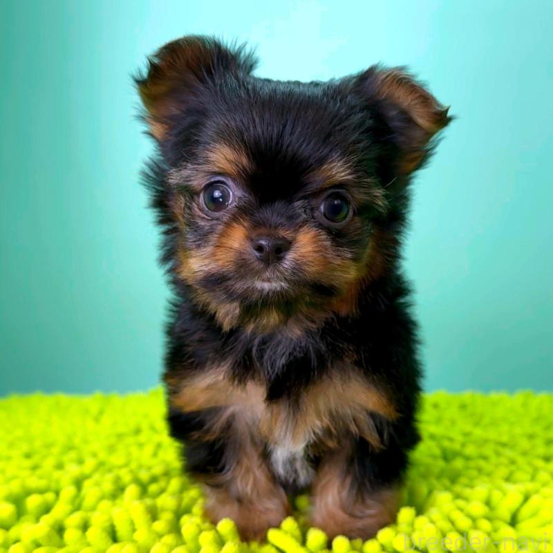 販売中の栃木県のミックス犬-433873