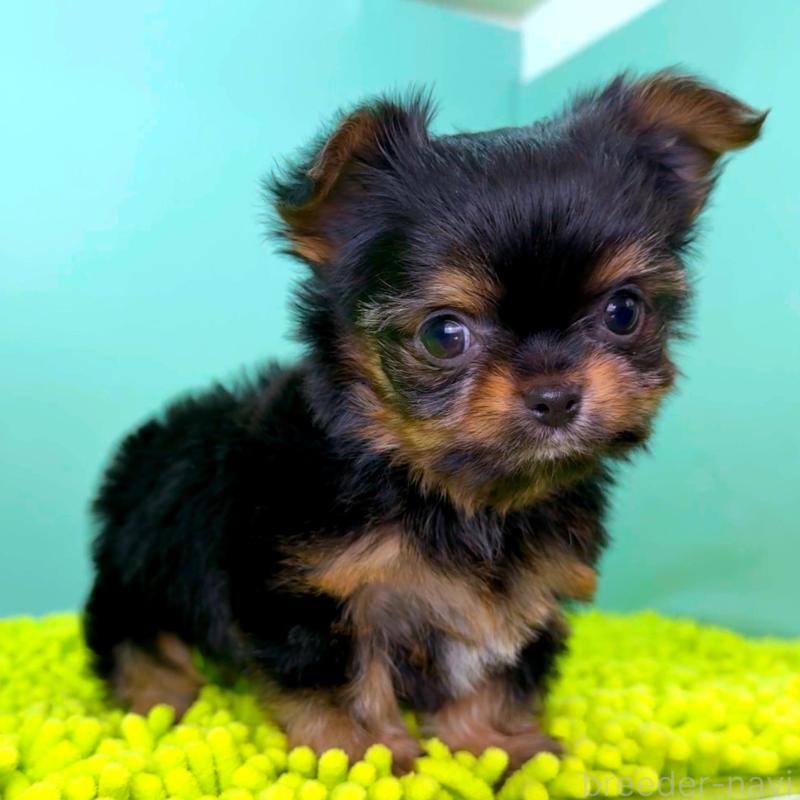 販売中の栃木県のミックス犬-433873の3枚目