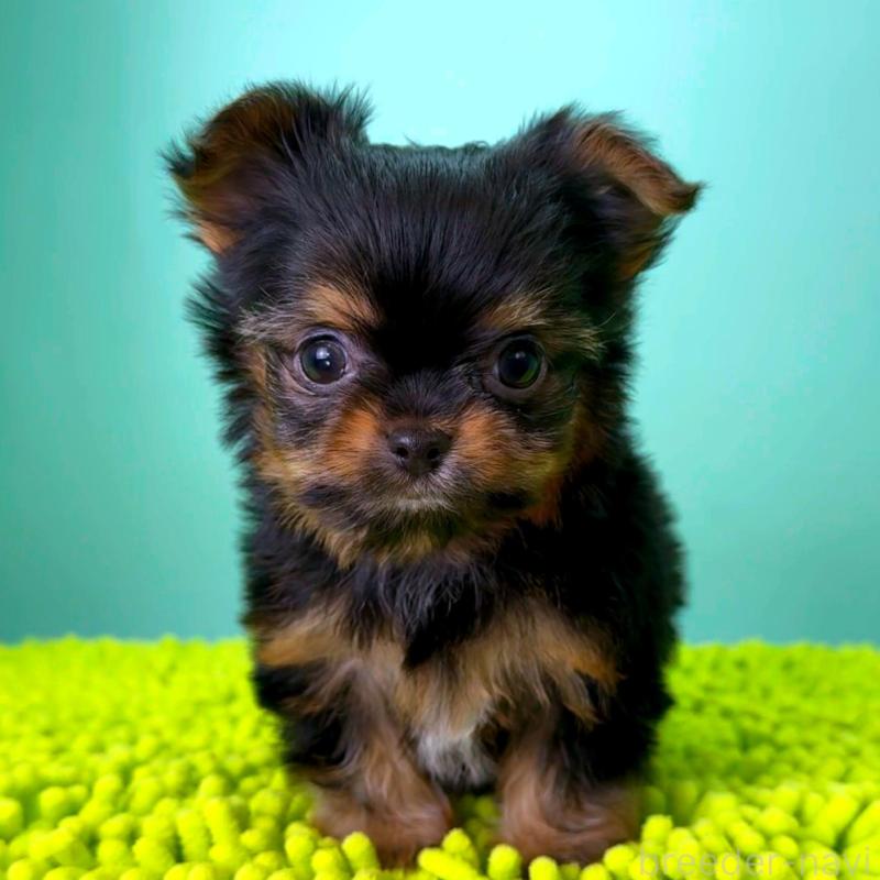 販売中の栃木県のミックス犬-433873の2枚目