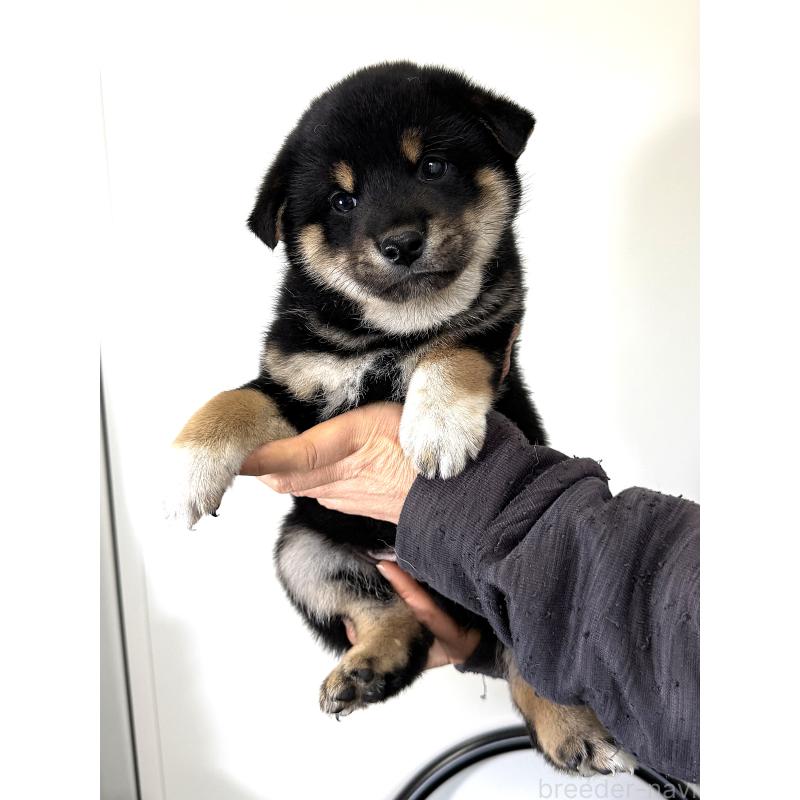 販売中の宮城県の柴犬-433874の7枚目