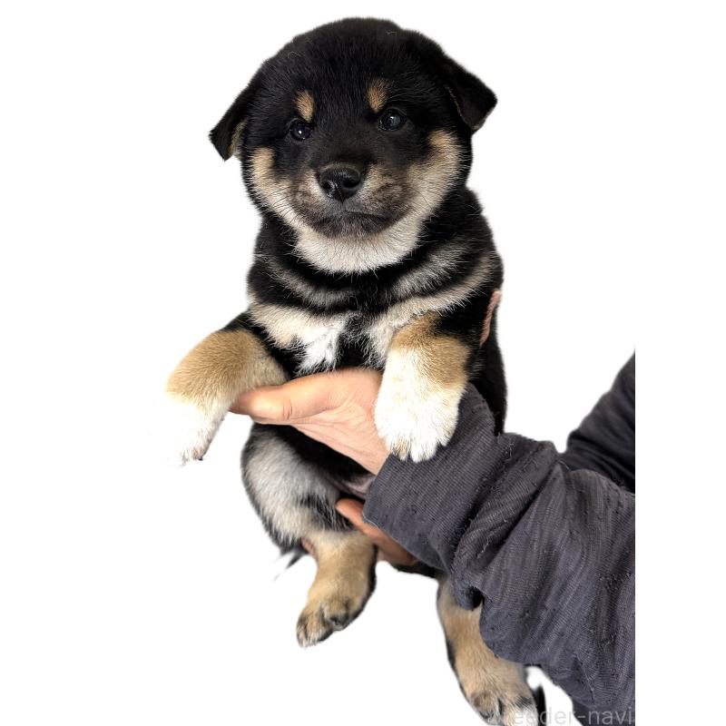 販売中の宮城県の柴犬-433874の6枚目