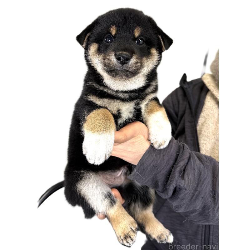 販売中の宮城県の柴犬-433874の5枚目