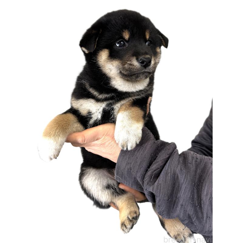 販売中の宮城県の柴犬-433874の4枚目