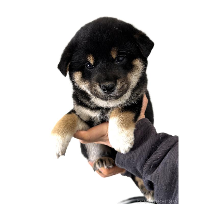 販売中の宮城県の柴犬-433874の3枚目