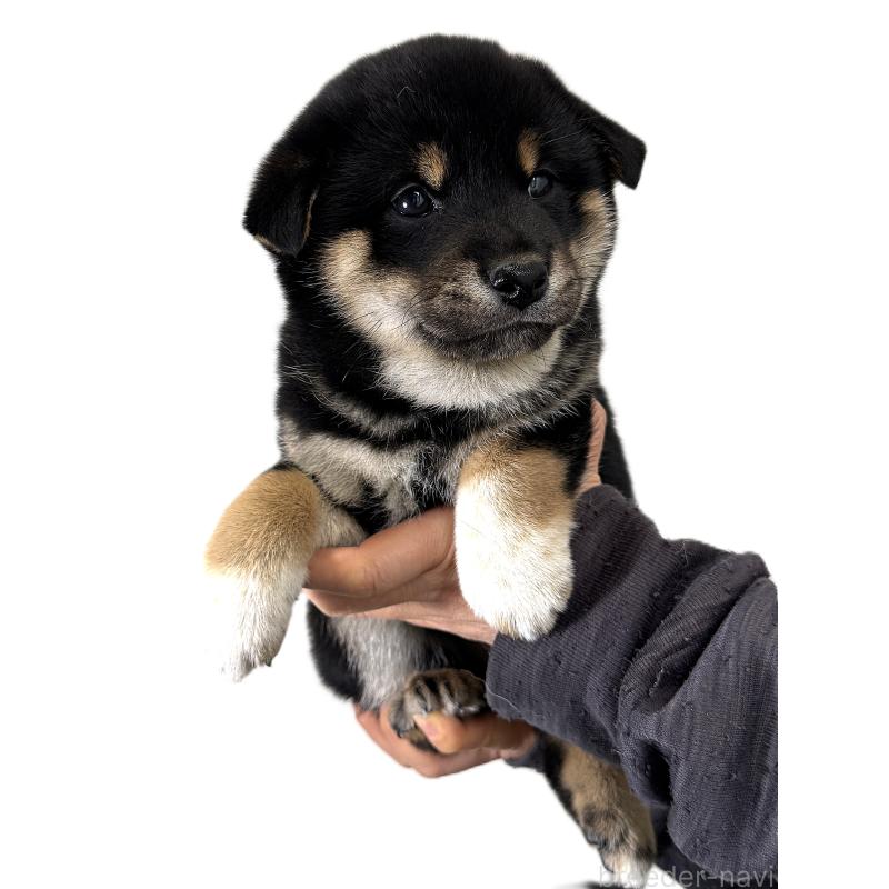 販売中の宮城県の柴犬-433874の2枚目