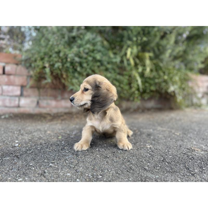 成約済の福岡県のミニチュアダックスフンド(ロングヘアード)-428982の7枚目