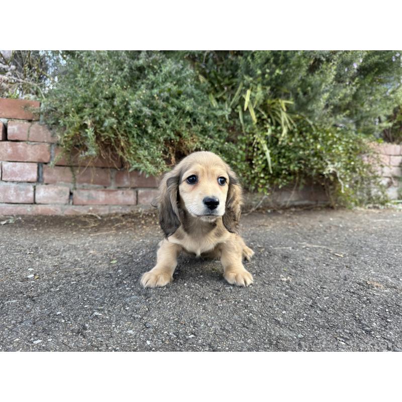 成約済の福岡県のミニチュアダックスフンド(ロングヘアード)-428982の6枚目