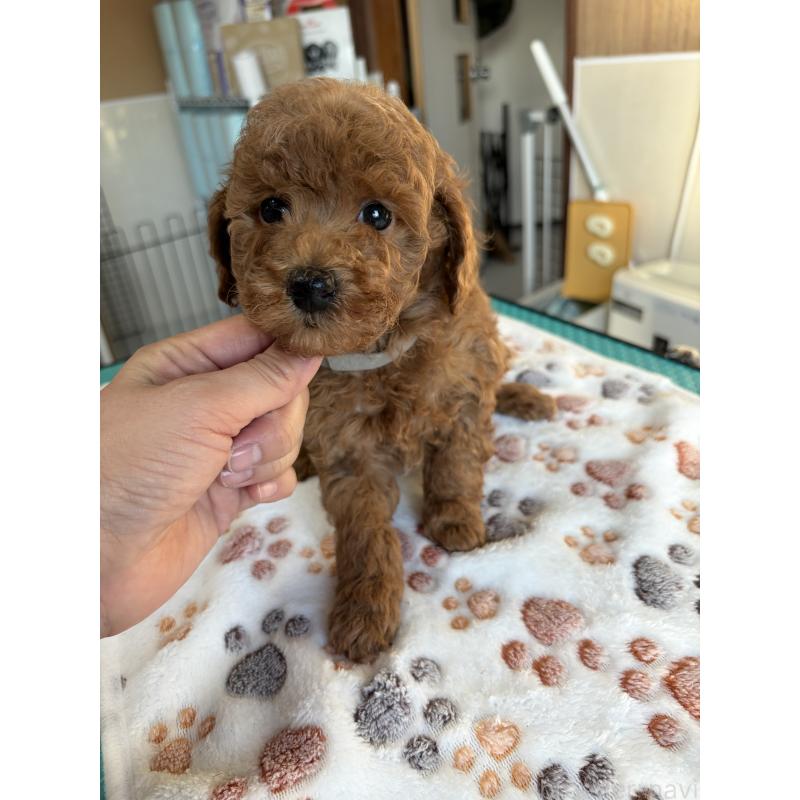 販売中の北海道のトイプードル-427526