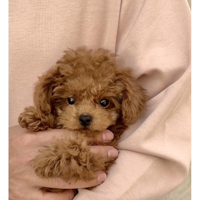 販売中の長崎県のタイニープードル-433875の6枚目