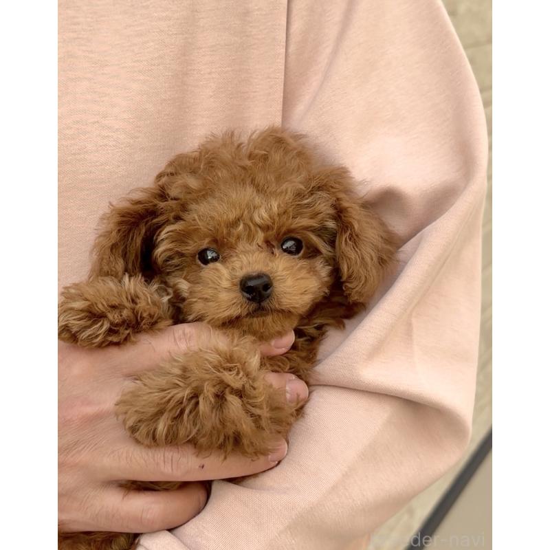 販売中の長崎県のタイニープードル-433875の5枚目