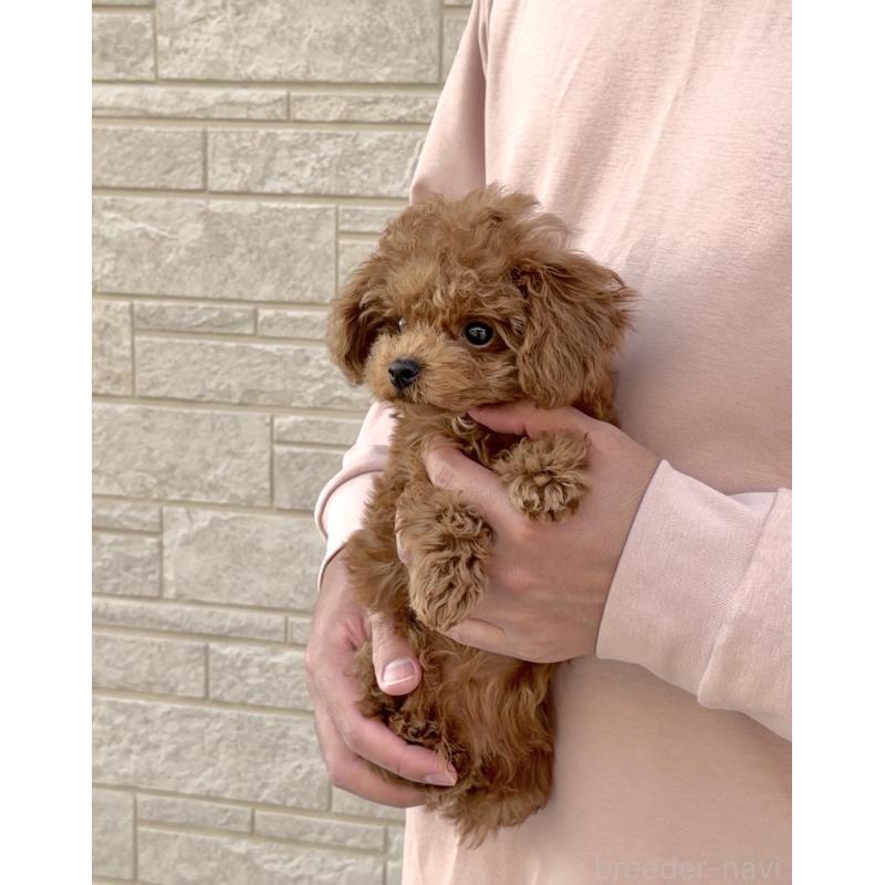 販売中の長崎県のタイニープードル-433875の4枚目