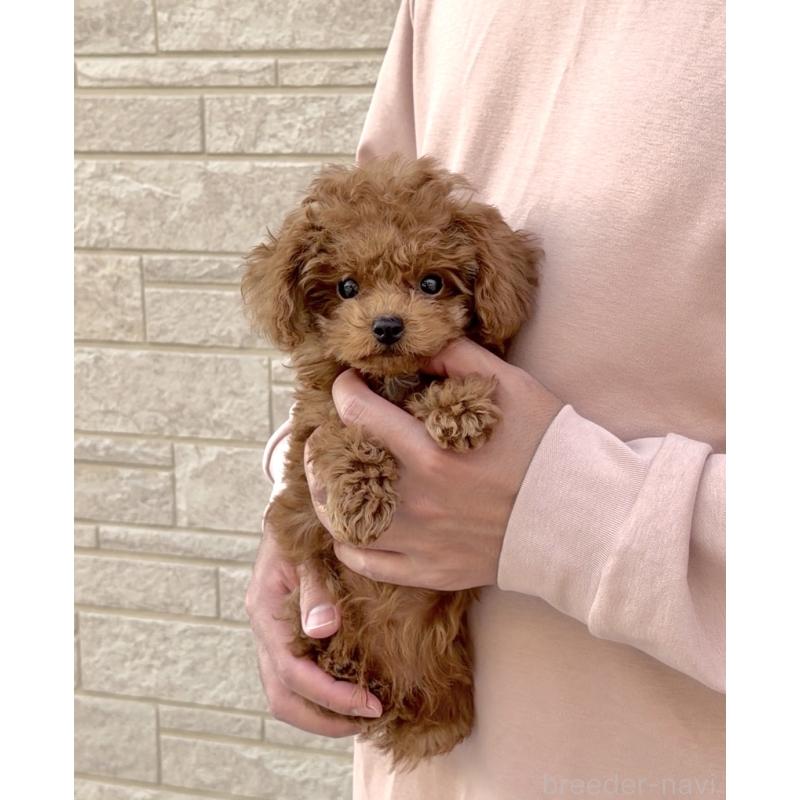 販売中の長崎県のタイニープードル-433875の2枚目