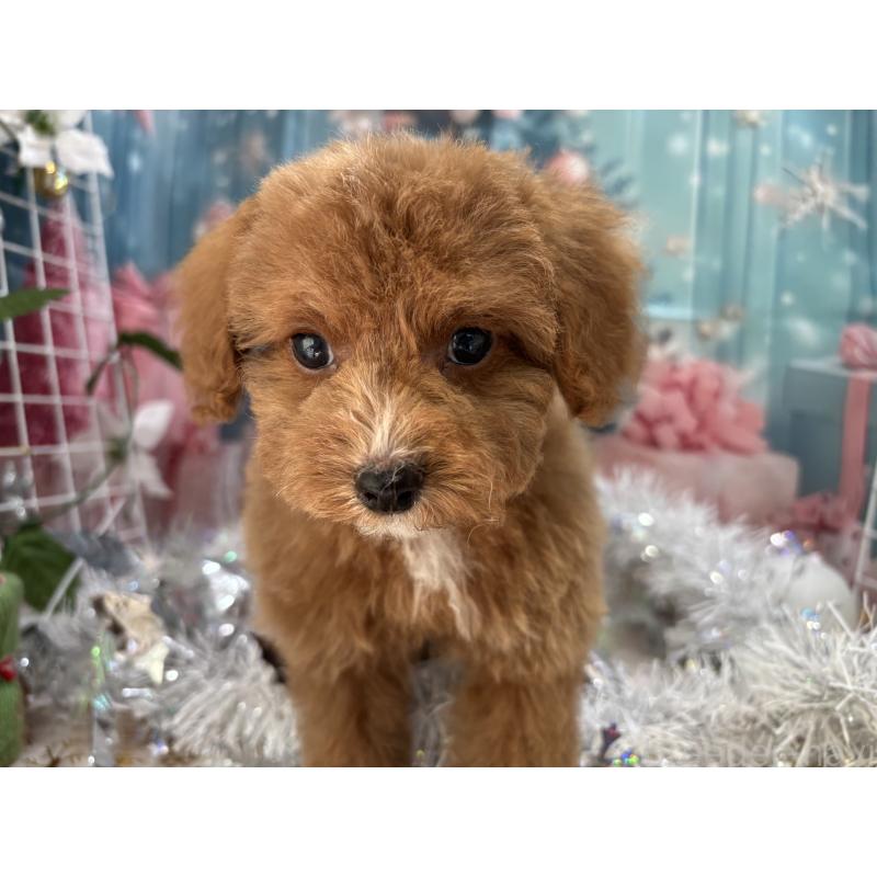 販売中の栃木県のトイプードル-424872