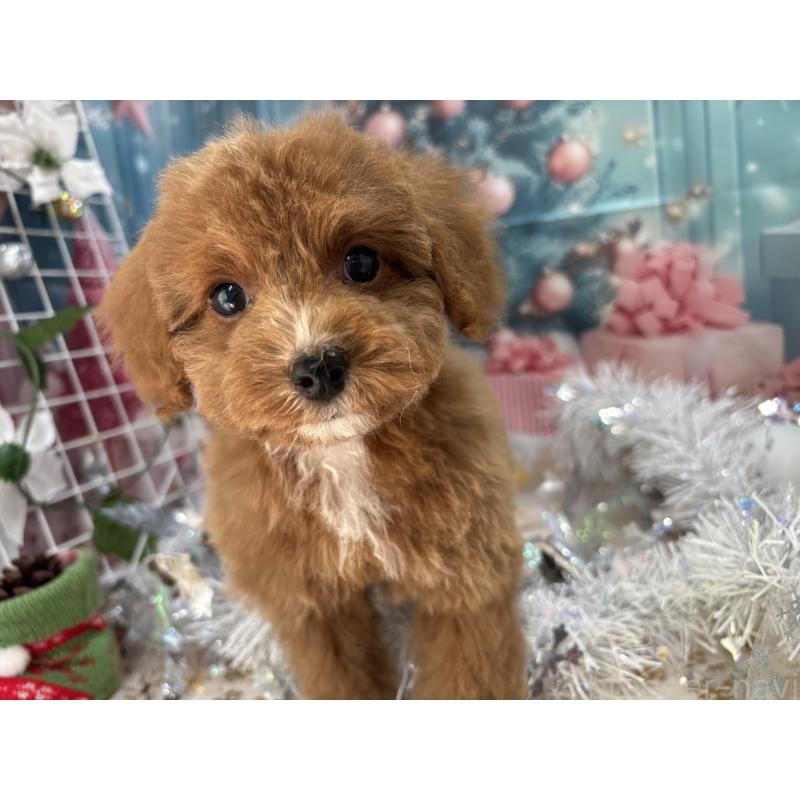 販売中の栃木県のタイニープードル-424872の7枚目