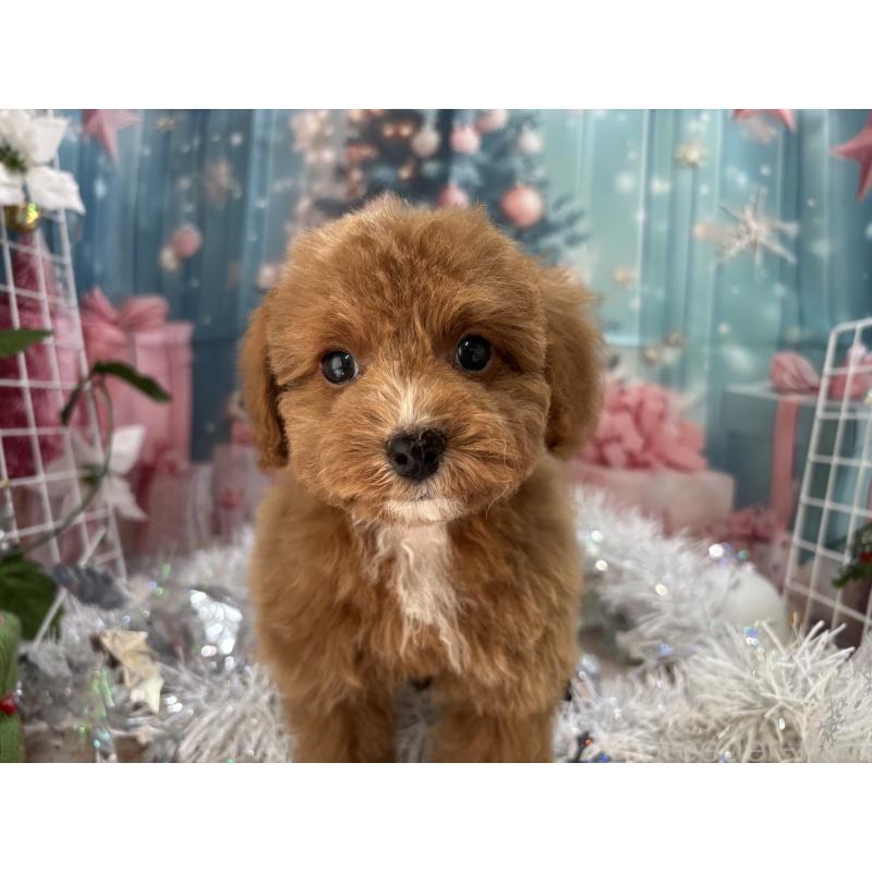 販売中の栃木県のタイニープードル-424872の6枚目