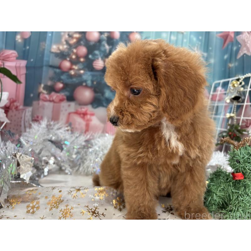 販売中の栃木県のタイニープードル-424872の5枚目