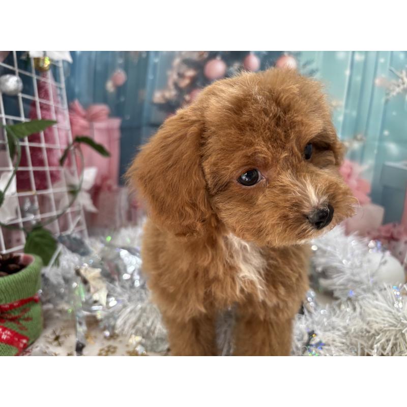 販売中の栃木県のタイニープードル-424872の4枚目