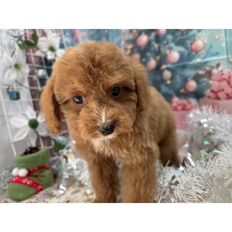 販売中の栃木県のタイニープードル-424872の3枚目