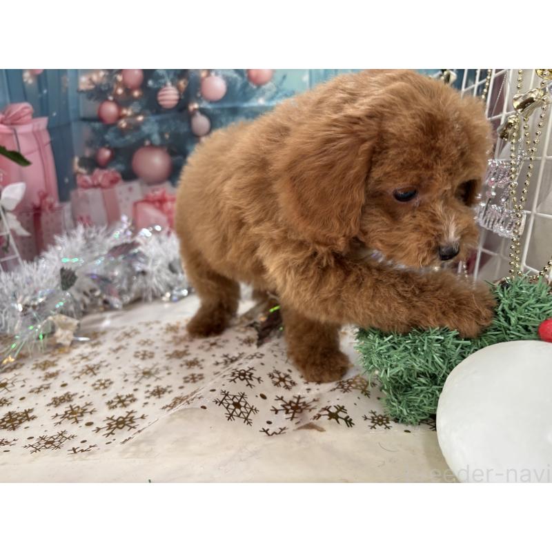 販売中の栃木県のタイニープードル-424872の2枚目