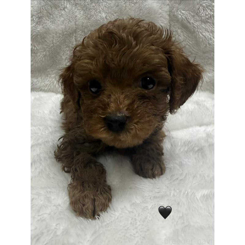 商談中の愛知県のトイプードル-429419